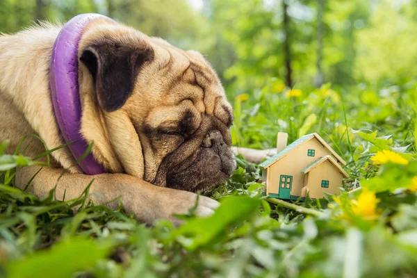 Real estate. Egy Mopszli kutya fekszik közelében egy kis ház. — Stock Fotó