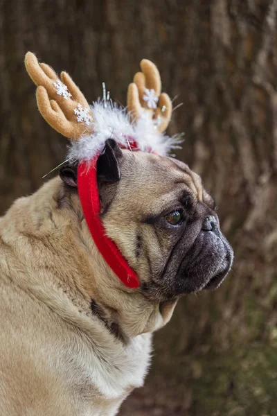 Новый год. Собака мопса в новогоднем костюме . — стоковое фото