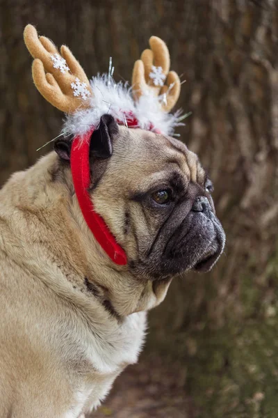 Ano Novo. Um cão da raça pug em um terno de Ano Novo . — Fotografia de Stock