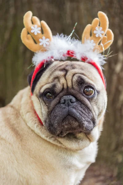 新しい年。年始のスーツでパグ犬種の犬. — ストック写真