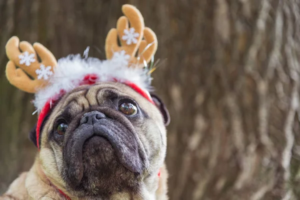 Nouvel An. Un chien de la race carlin dans un costume de nouvelle année . — Photo