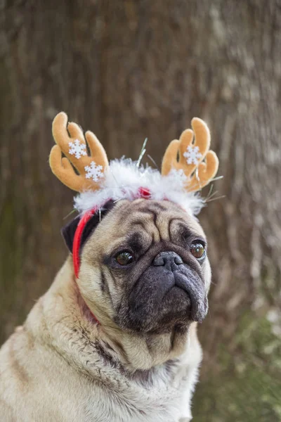 Año Nuevo. Un perro de la raza pug en un traje de año nuevo . — Foto de Stock