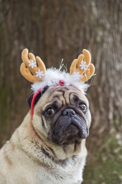 Año Nuevo. Un perro de la raza pug en un traje de año nuevo . — Foto de Stock