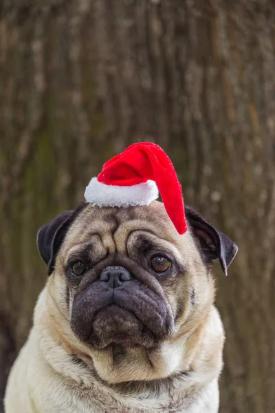 Nouvel An. Un chien de la race carlin dans un costume de nouvelle année . — Photo