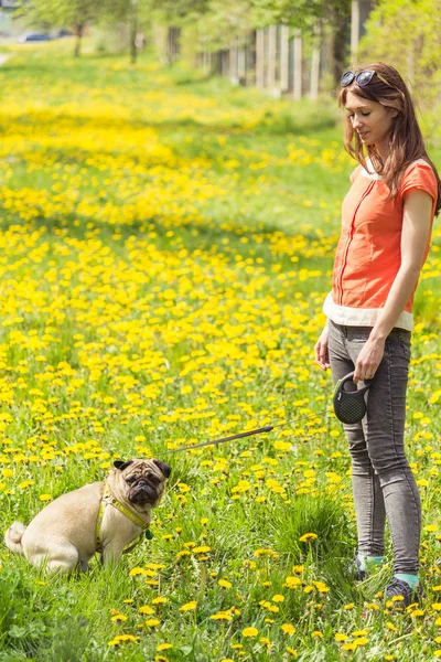 Cane della razza Pug. Una ragazza porta a spasso un cane su un prato verde . — Foto Stock