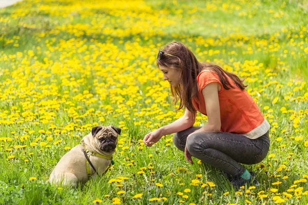 Cane della razza Pug. Una ragazza porta a spasso un cane su un prato verde . — Foto Stock