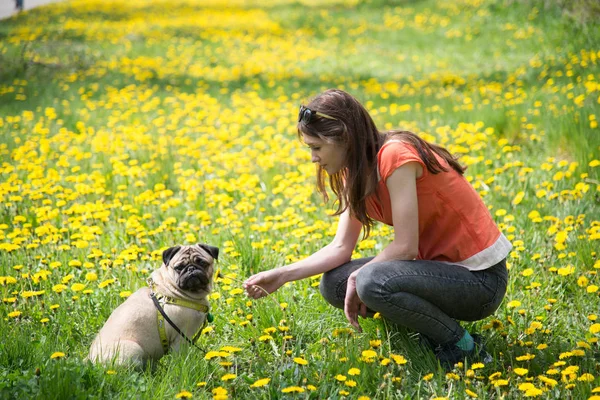 Pies rasy Mops. Dziewczyna jest chodzenie psa na zielony trawnik. — Zdjęcie stockowe