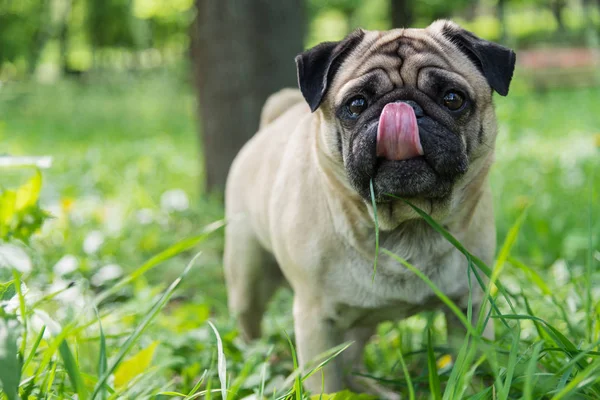 Собака породы мопсов. Собака гуляет по зеленой лужайке — стоковое фото