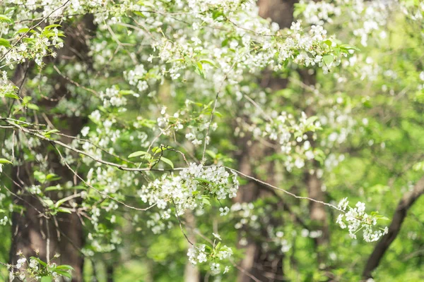 Primavera. Árvore florescente — Fotografia de Stock