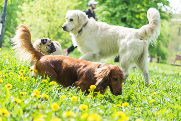 Hund der Rasse Mops geht mit anderen Hunden spazieren — Stockfoto