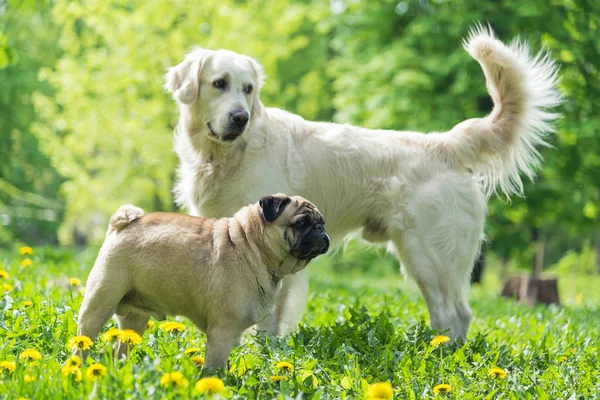 Hund av rasen mops promenader med andra hundar — Stockfoto