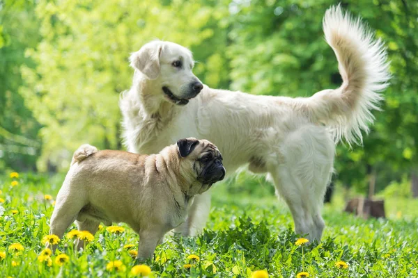 Chien de race Pug promenades avec d'autres chiens — Photo