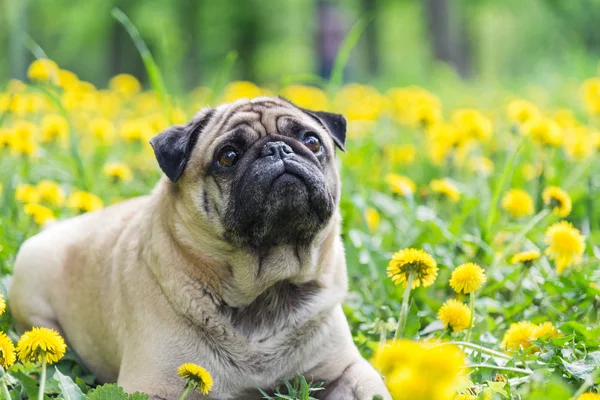 Hund av rasen mops. Hunden går på gröna gräsmattan — Stockfoto