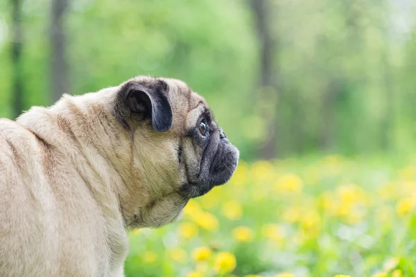 Собака породы мопсов. Собака гуляет по зеленой лужайке — стоковое фото