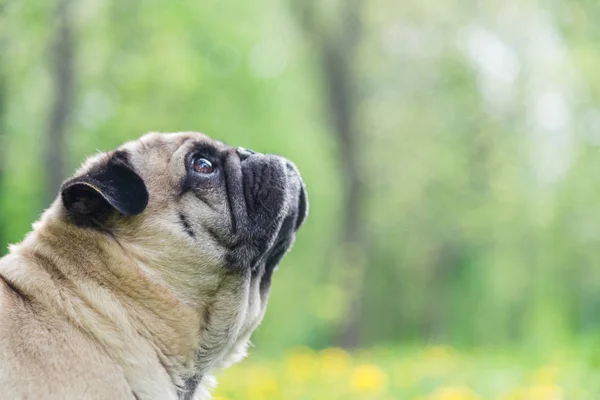 Dog of the Pug breed. The dog walks on the green lawn — Stock Photo, Image