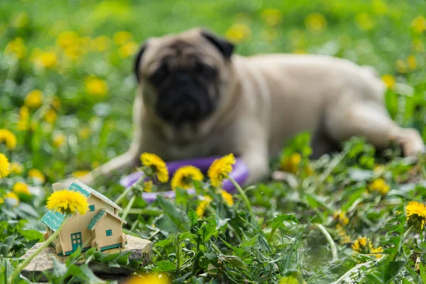 Real estate. Mops pes leží nedaleko malého soukromého domu. — Stock fotografie