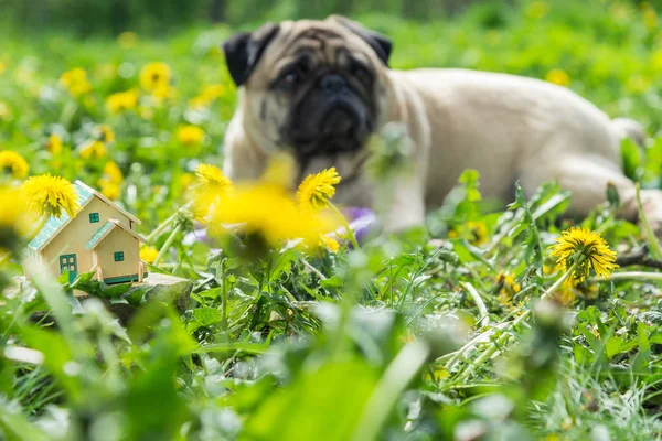 Immobilien. Ein Mops liegt in der Nähe eines kleinen Privathauses. — Stockfoto