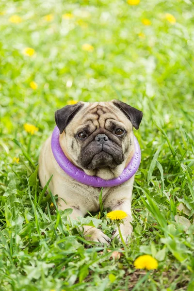 Hond van het ras van de mopshond. De hond loopt op het groene gazon — Stockfoto