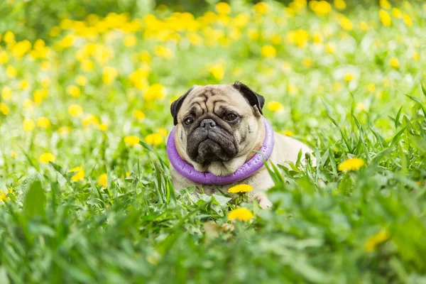 Dog of the Pug breed. The dog walks on the green lawn — Stock Photo, Image