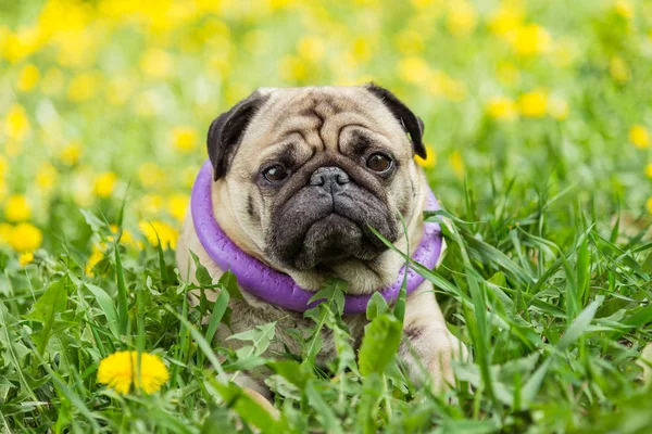 Dog of the Pug breed. The dog walks on the green lawn — Stock Photo, Image