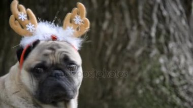 Yeni yıl. Pug doğurmak yeni yıl takım elbiseli bir köpek.