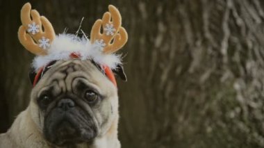 Yeni yıl. Pug doğurmak yeni yıl takım elbiseli bir köpek.