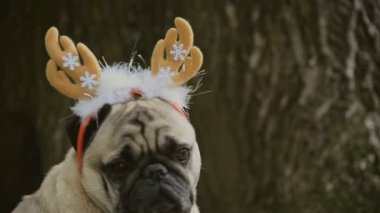 Yeni yıl. Pug doğurmak yeni yıl takım elbiseli bir köpek.