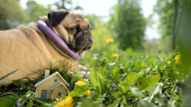 Gerçek arazi. Pug köpek küçük bir özel ev yatıyor.
