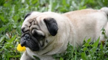 Pug doğurmak köpek. Köpek yeşil çimenlerin üzerine yürür