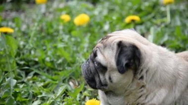 Pug doğurmak köpek. Köpek yeşil çimenlerin üzerine yürür