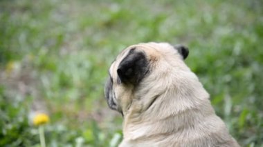 Pug doğurmak köpek. Köpek yeşil çimenlerin üzerine yürür