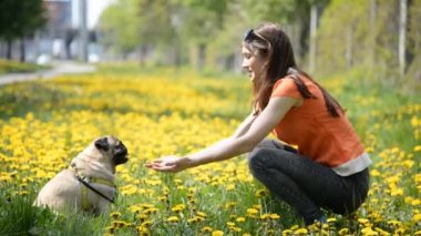 Pug doğurmak köpek. Bir kız bir köpek yeşil çimenlerin üzerinde yürüyor.