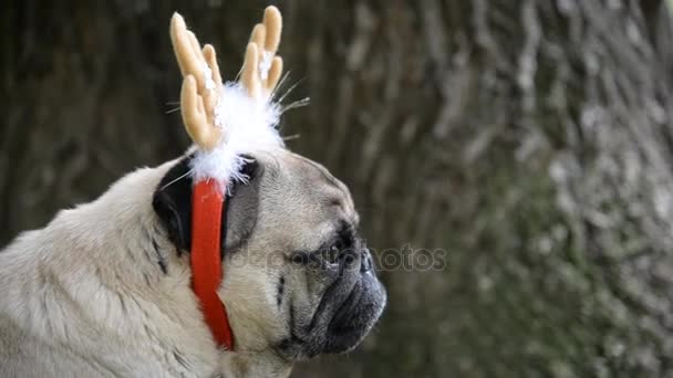 Nytt år. En hund av rasen mops i nytt år kostym. — Stockvideo