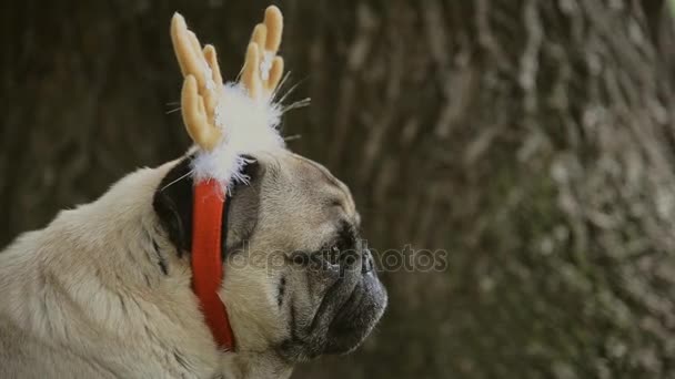 Nieuwjaar. Een hond van het ras van de mopshond in een Nieuwjaar pak. — Stockvideo