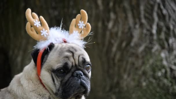 Yeni yıl. Pug doğurmak yeni yıl takım elbiseli bir köpek. — Stok video