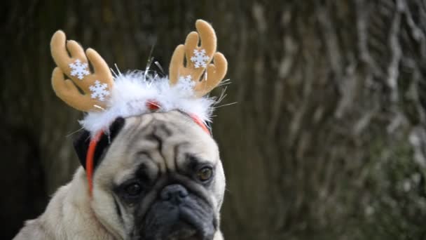 Yeni yıl. Pug doğurmak yeni yıl takım elbiseli bir köpek. — Stok video