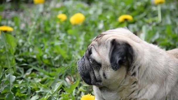 Dog of the Pug breed. The dog walks on the green lawn — Stock Video