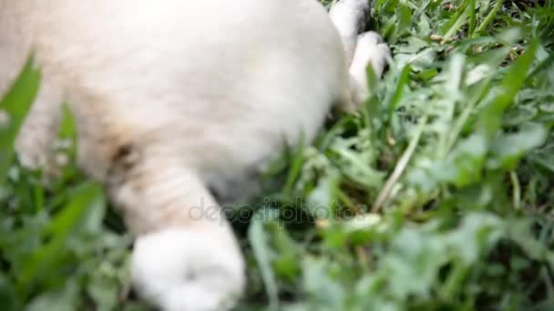 Собака породы мопсов. Собака гуляет по зеленой лужайке — стоковое видео