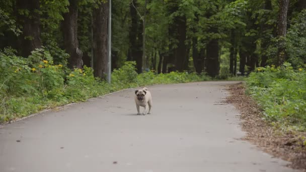 Hund av rasen mops. Hunden går på gröna gräsmattan — Stockvideo