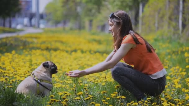 Perro de la raza Pug. Una chica está paseando a un perro en un césped verde . — Vídeos de Stock