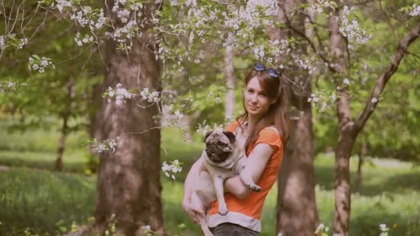 Hond van het ras van de mopshond. Een meisje loopt een hond op een groen gazon. — Stockvideo