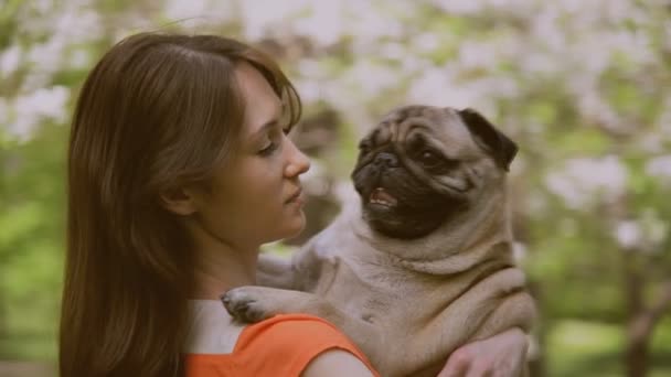 Perro de la raza Pug. Una chica está paseando a un perro en un césped verde . — Vídeos de Stock