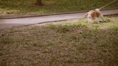 Pug doğurmak köpek. Köpek yeşil çimenlerin üzerine yürür