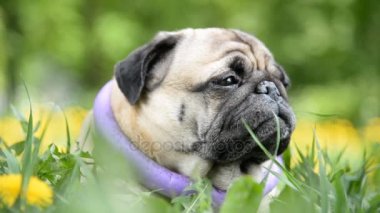 Pug doğurmak köpek. Köpek yeşil çimenlerin üzerine yürür