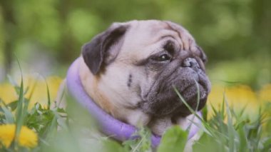 Pug doğurmak köpek. Köpek yeşil çimenlerin üzerine yürür