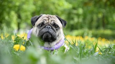 Pug doğurmak köpek. Köpek yeşil çimenlerin üzerine yürür