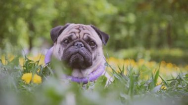 Pug doğurmak köpek. Köpek yeşil çimenlerin üzerine yürür