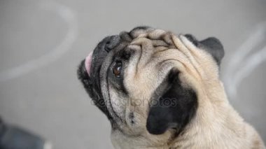 - Dondurma. Kız köpeği dondurmayla besliyor.