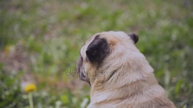 - Dondurma. Kız köpeği dondurmayla besliyor.