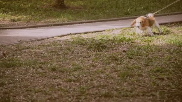 Собака породы мопсов. Собака гуляет по зеленой лужайке — стоковое видео